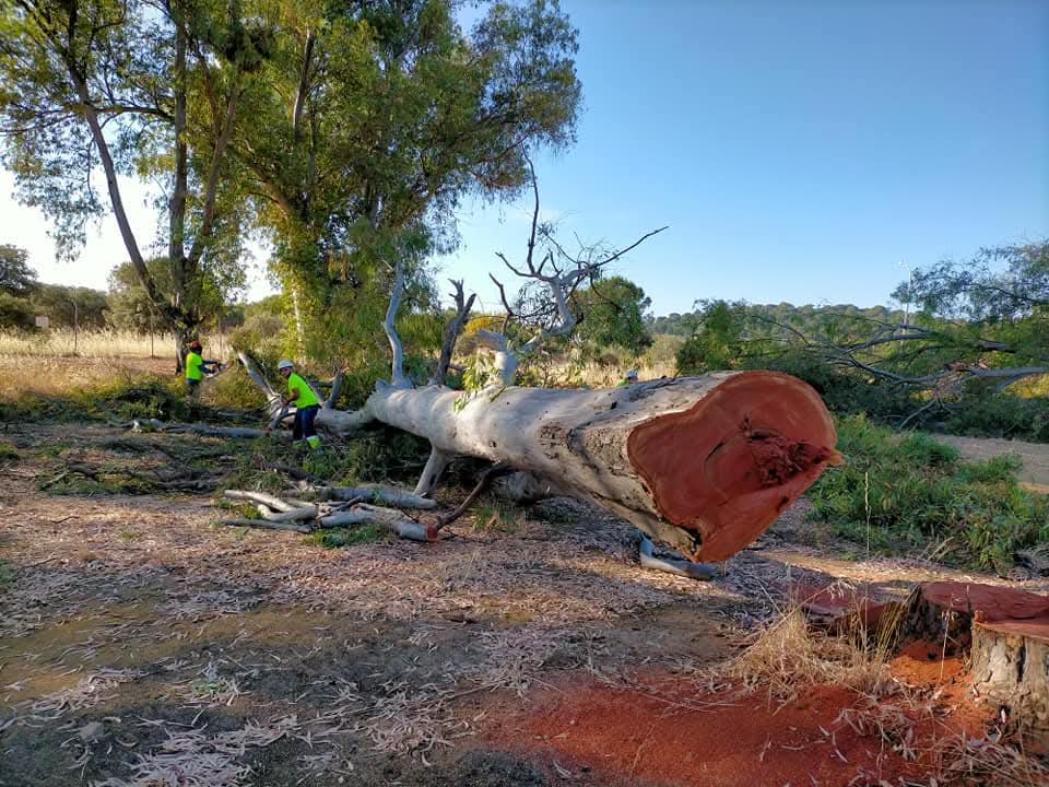TRABAJOS AMBIENTALES